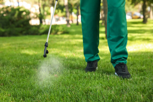 Best Wasp Removal Services  in Somerville, MA