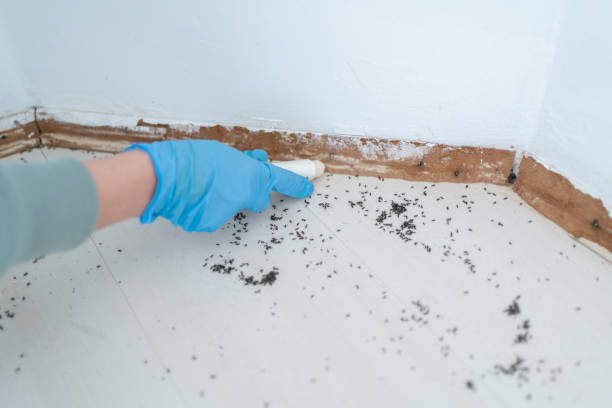 Professional Pest Control in Somerville, MA