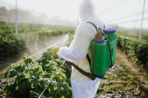 Wasp Removal Services in Somerville, MA